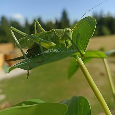 Gosciniec Dziubasowki Nowy Targ Exterior foto