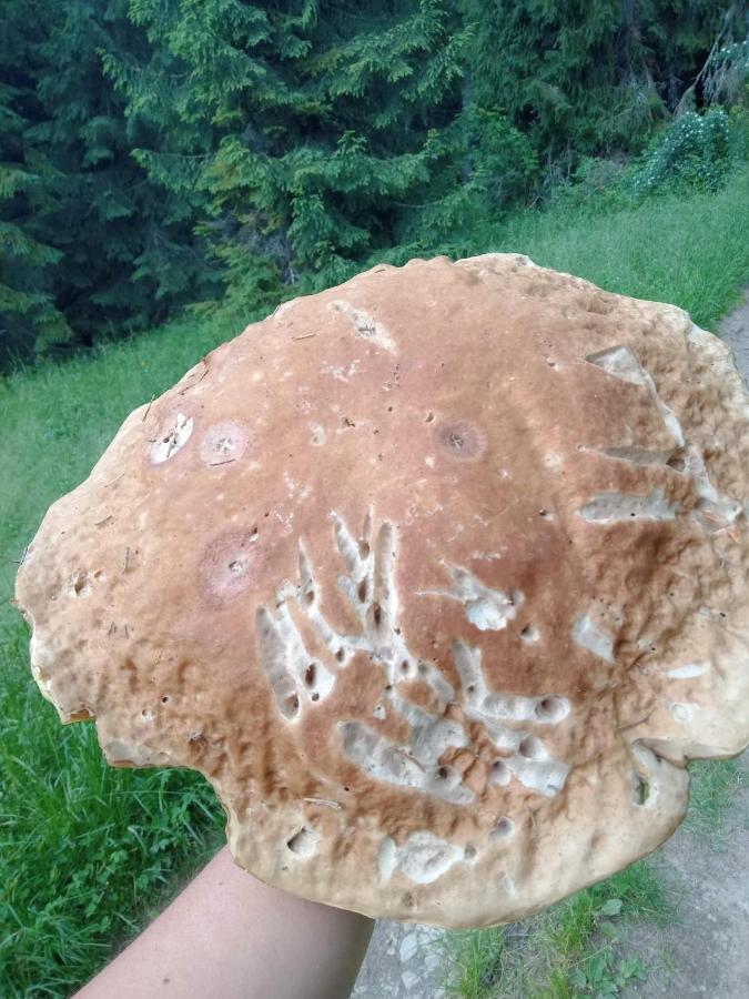 Gosciniec Dziubasowki Nowy Targ Exterior foto