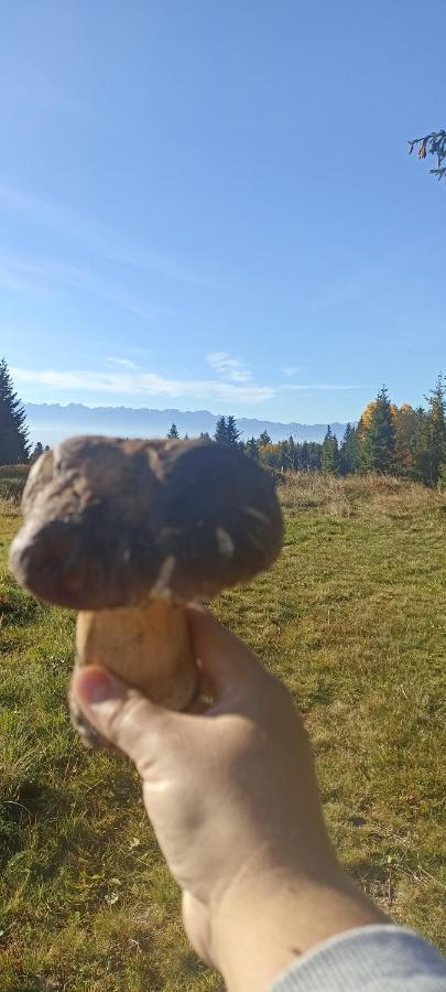 Gosciniec Dziubasowki Nowy Targ Exterior foto