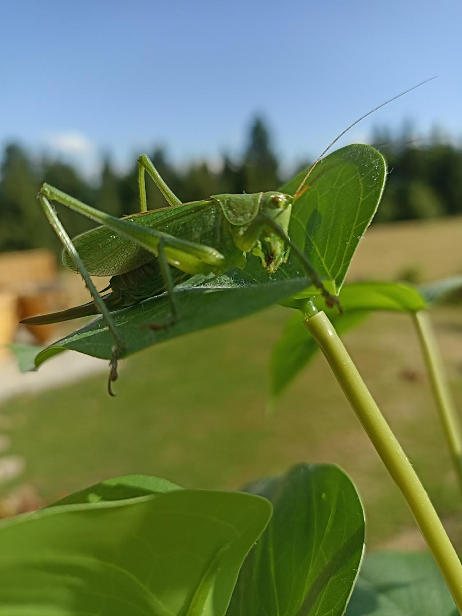 Gosciniec Dziubasowki Nowy Targ Exterior foto